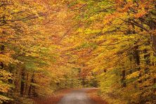 scenic byway in fall.jpg